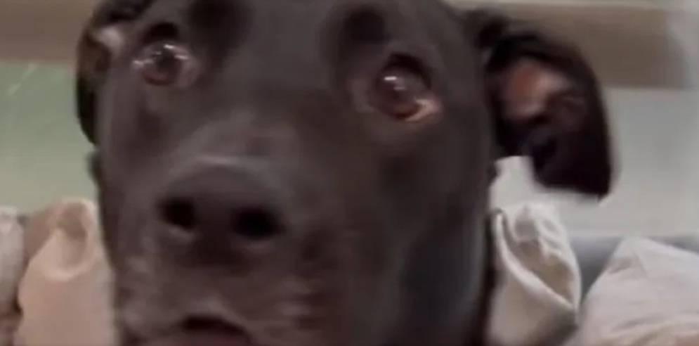 Perrita Random Perrita se vuelve viral en Tik Tok por su reacción al ser adoptada ...