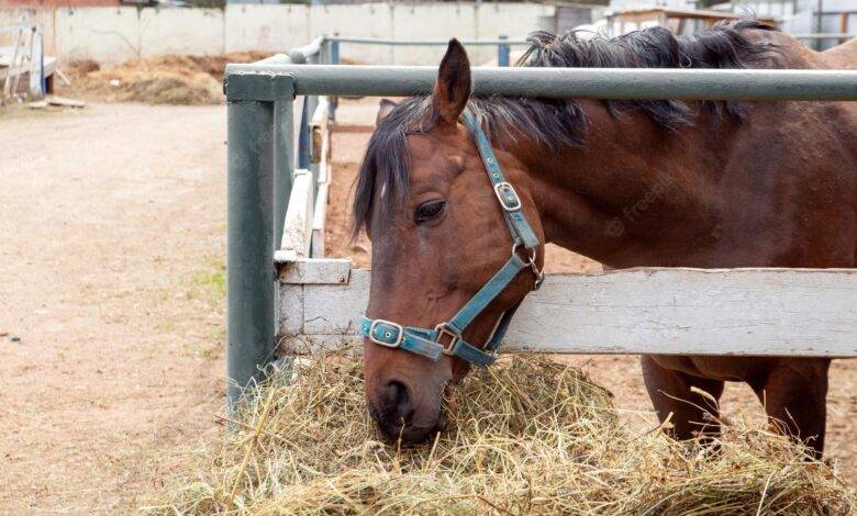 caballo