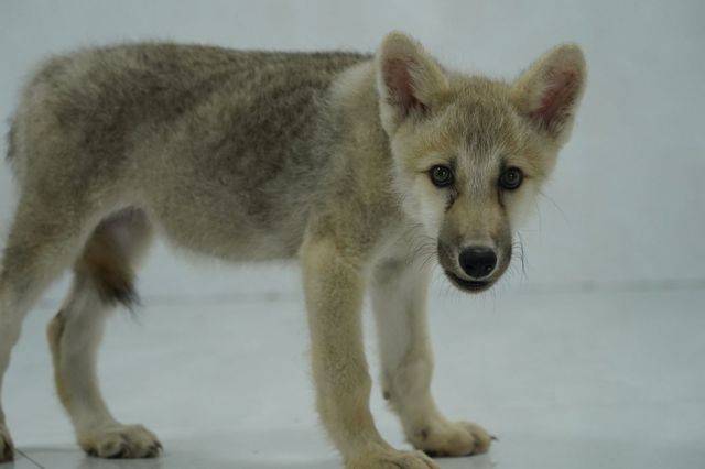 lobo artico