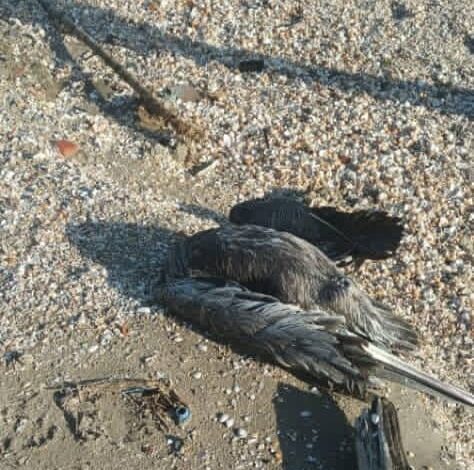 pelicanos