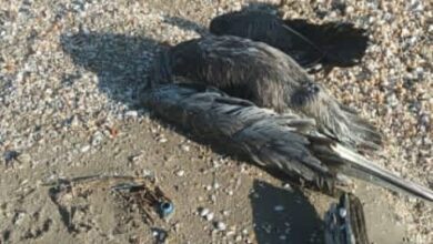 pelicanos